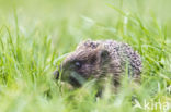 Hedgehog (Erinaceus europaeus)