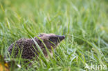 Hedgehog (Erinaceus europaeus)