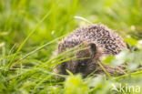 Hedgehog (Erinaceus europaeus)