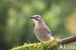 Eurasian Jay (Garrulus glandarius)