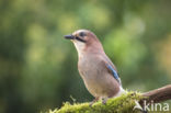 Vlaamse Gaai (Garrulus glandarius)