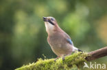 Vlaamse Gaai (Garrulus glandarius)