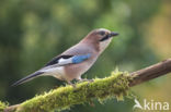 Vlaamse Gaai (Garrulus glandarius)