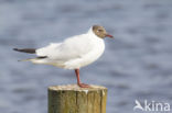 Black-headed Gull (Larus ridibundus)