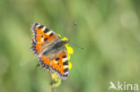 Small Tortoiseshell (Aglais urticae)