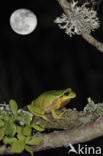 European Tree Frog (Hyla arborea)