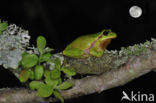 Europese boomkikker (Hyla arborea)