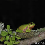 Europese boomkikker (Hyla arborea)