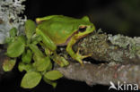 European Tree Frog (Hyla arborea)