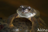 Common Frog (Rana temporaria)