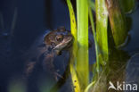 Common Frog (Rana temporaria)