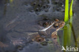 Common Frog (Rana temporaria)