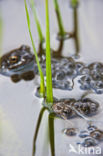 Common Frog (Rana temporaria)