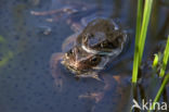 Common Frog (Rana temporaria)