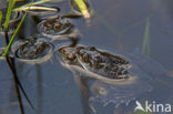 Bruine kikker (Rana temporaria)