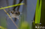 Bruine kikker (Rana temporaria)