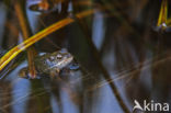 Common Frog (Rana temporaria)