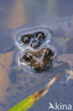 Common Frog (Rana temporaria)