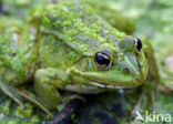 edible frog (Rana esculenta)