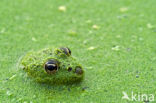 Groene kikker (Rana esculenta)