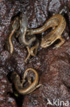 Kleine watersalamander (Lissotriton vulgaris)