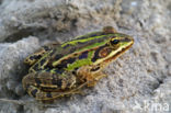 Lake Frog (Rana ridibunda