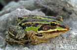 Lake Frog (Rana ridibunda