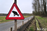 Common Toad (Bufo bufo)