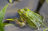 Pool Frog (Rana lessonae