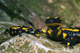 Vuursalamander (Salamandra salamandra)