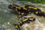 Fire Salamander (Salamandra salamandra)