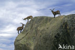 Iberische Steenbok (Capra pyrenaica)