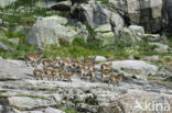 Iberische Steenbok (Capra pyrenaica)