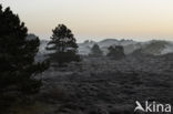 Schoorlse Duinen