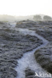 Schoorlse Duinen