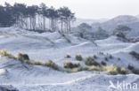 Schoorlse Duinen