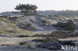 Schoorlse Duinen