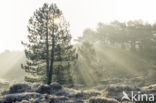 Schoorlse Duinen