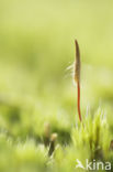 Bristly Haircap (Polytrichum piliferum)