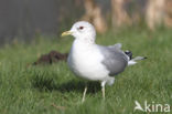 Stormmeeuw (Larus canus)