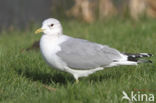 Stormmeeuw (Larus canus)