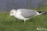 Stormmeeuw (Larus canus)