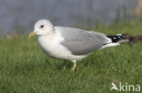 Mew Gull (Larus canus)