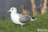 Stormmeeuw (Larus canus)