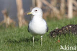 Stormmeeuw (Larus canus)