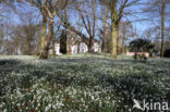 Common Snowdrop (Galanthus nivalis)