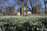 Common Snowdrop (Galanthus nivalis)