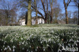 Common Snowdrop (Galanthus nivalis)