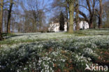 Gewoon sneeuwklokje (Galanthus nivalis)