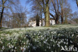 Common Snowdrop (Galanthus nivalis)